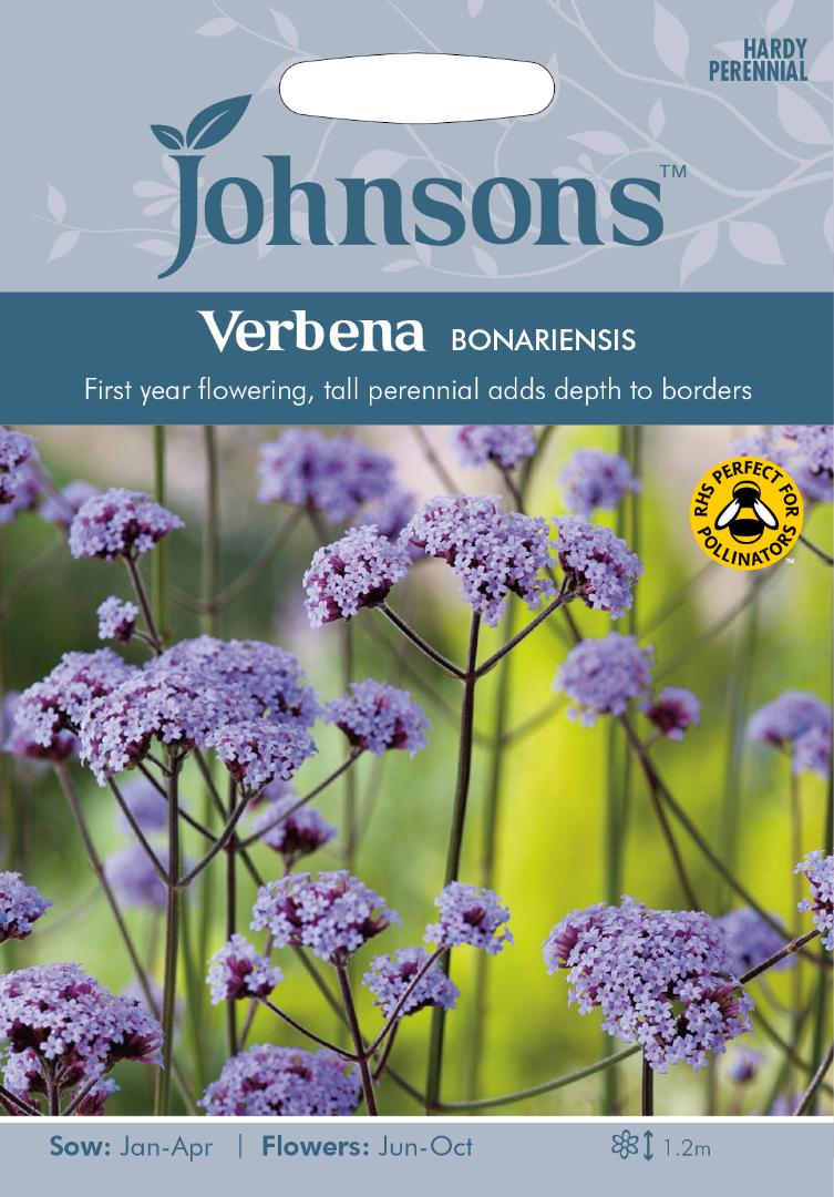 Verbena Bonariensis