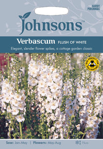 Verbascum Flush Of White