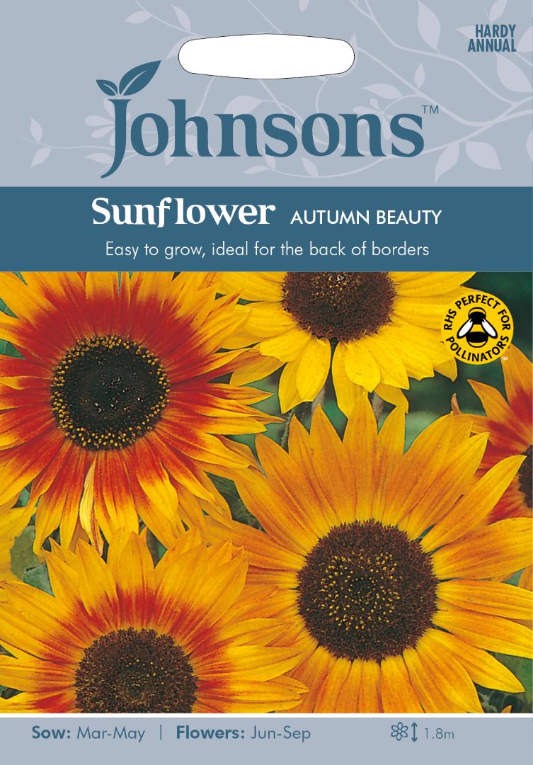 Sunflower Sunflower Autumn Beauty