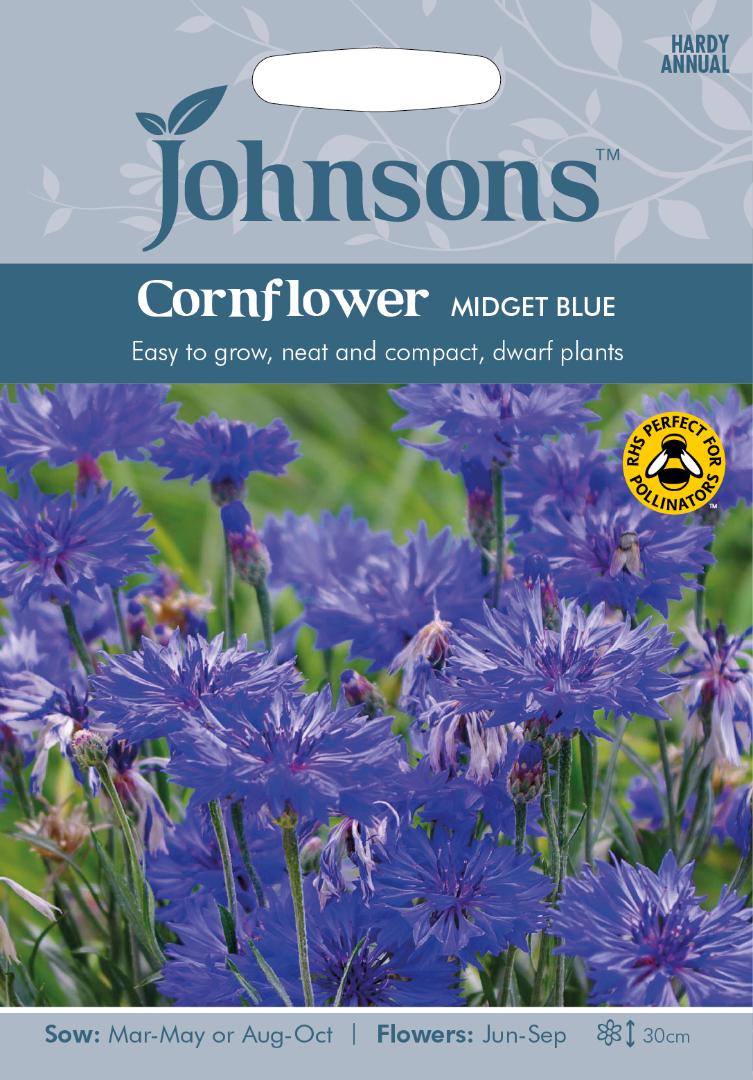 Cornflower Midget Blue