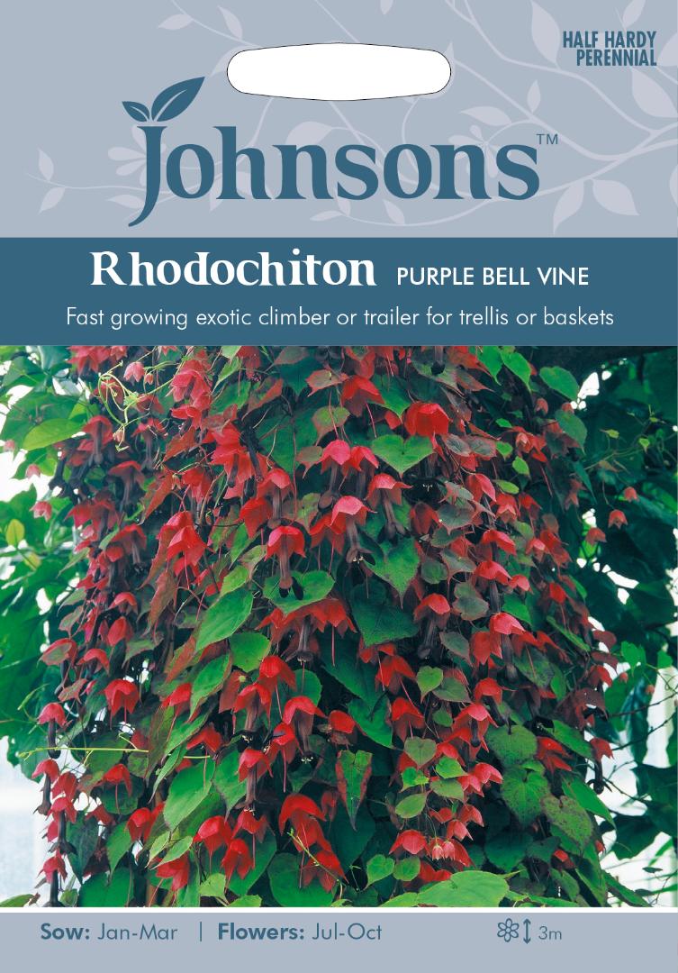 Rhodochiton Purple Bell Vine