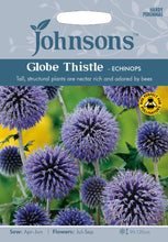 Load image into Gallery viewer, Globe Thistle- Echinops
