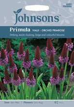 Load image into Gallery viewer, Primula Vialii Orchid Primrose
