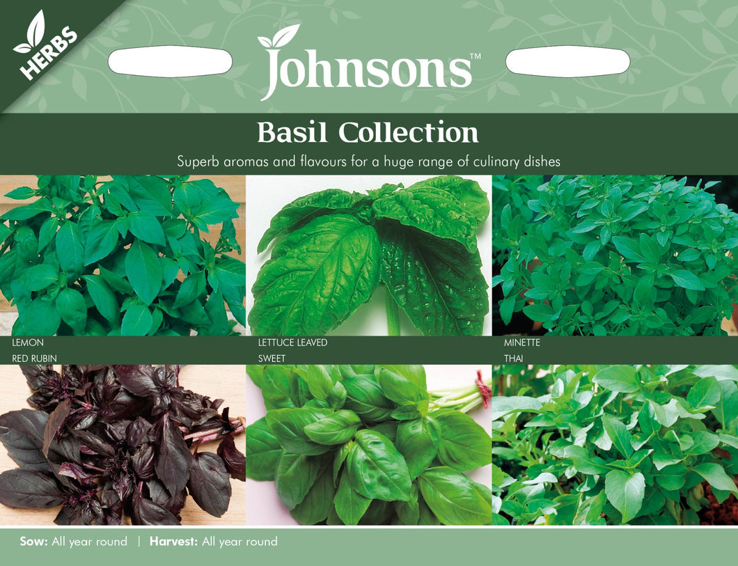 Basil Collection