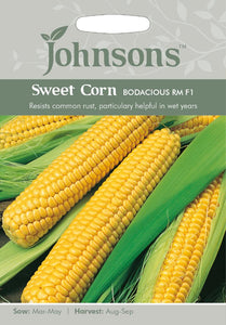 Sweet Corn Bodacious RM F1