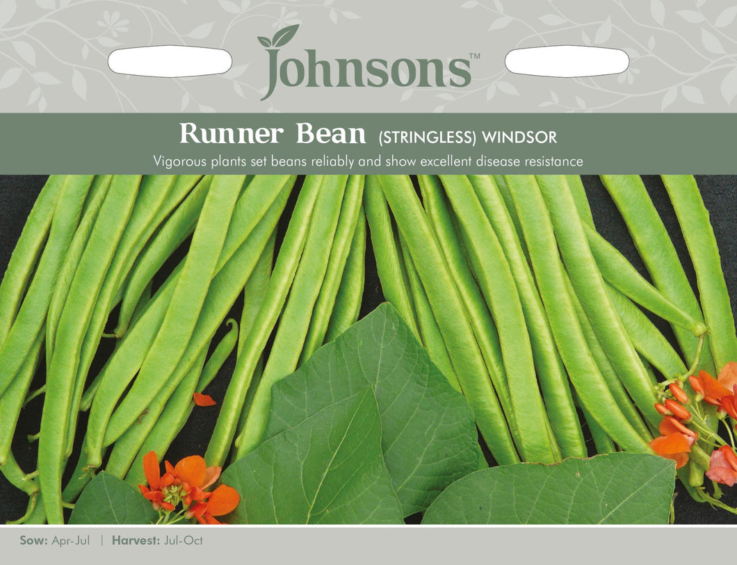 Runner Bean Windsor (Stringless)
