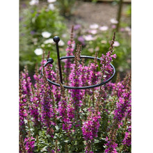 Load image into Gallery viewer, Cottage Garden Single Stem

