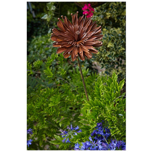 Rustic Aster Stake