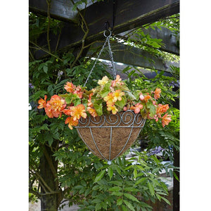 Scrolled Cone Hanging Basket