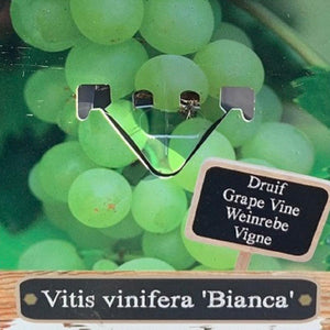Vitis Vinifera "Bianca" White Grape Vine