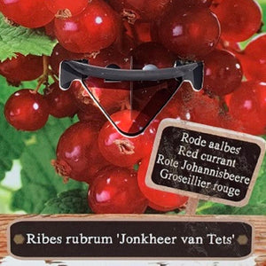 Ribes Rubrum "Jonkheer Van Tets" Redcurrant