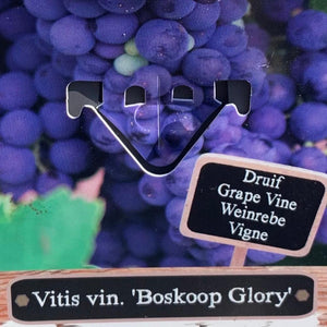 Vitis Vinifera "Booksop Glory" Black Grape Vine