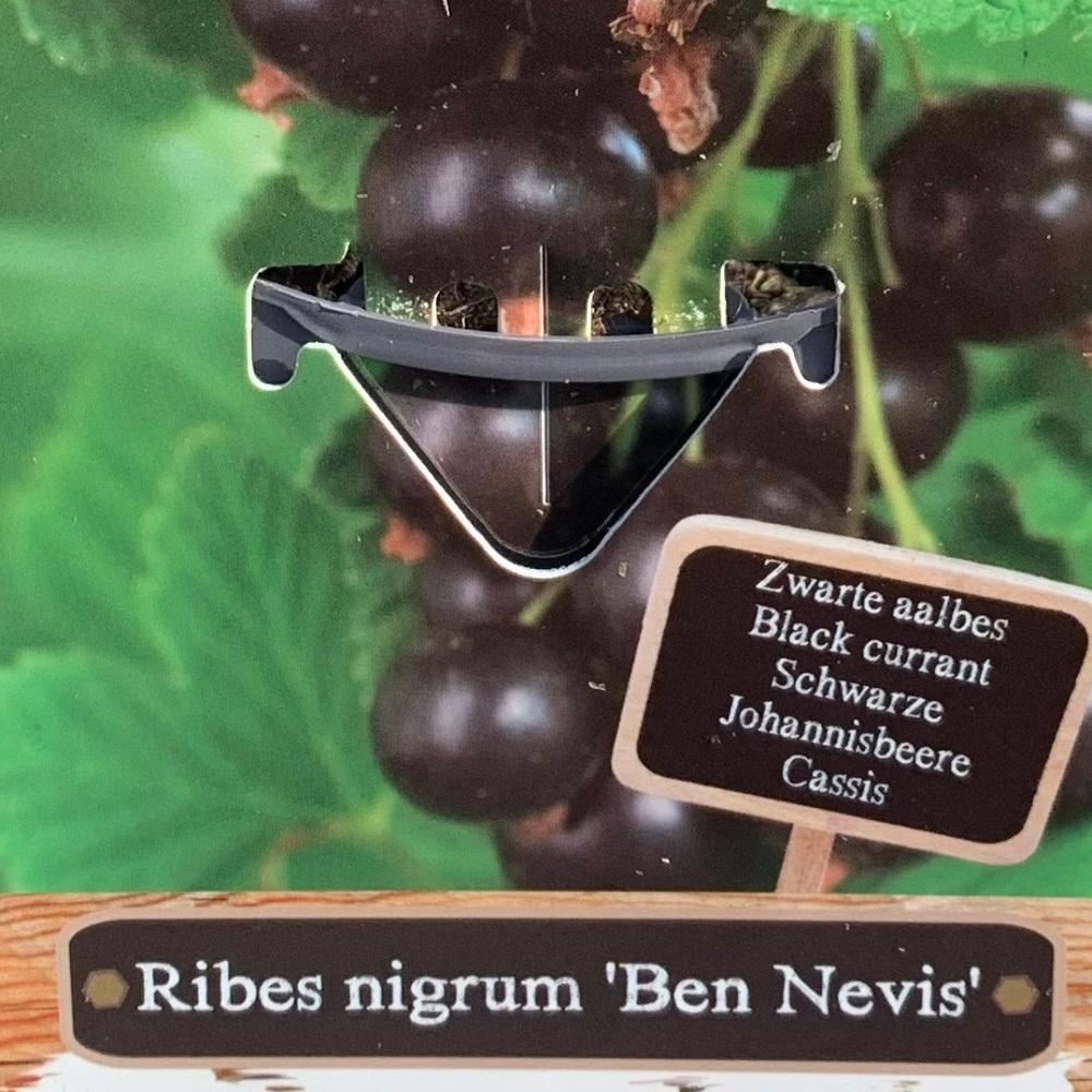 Ribes Negrum 