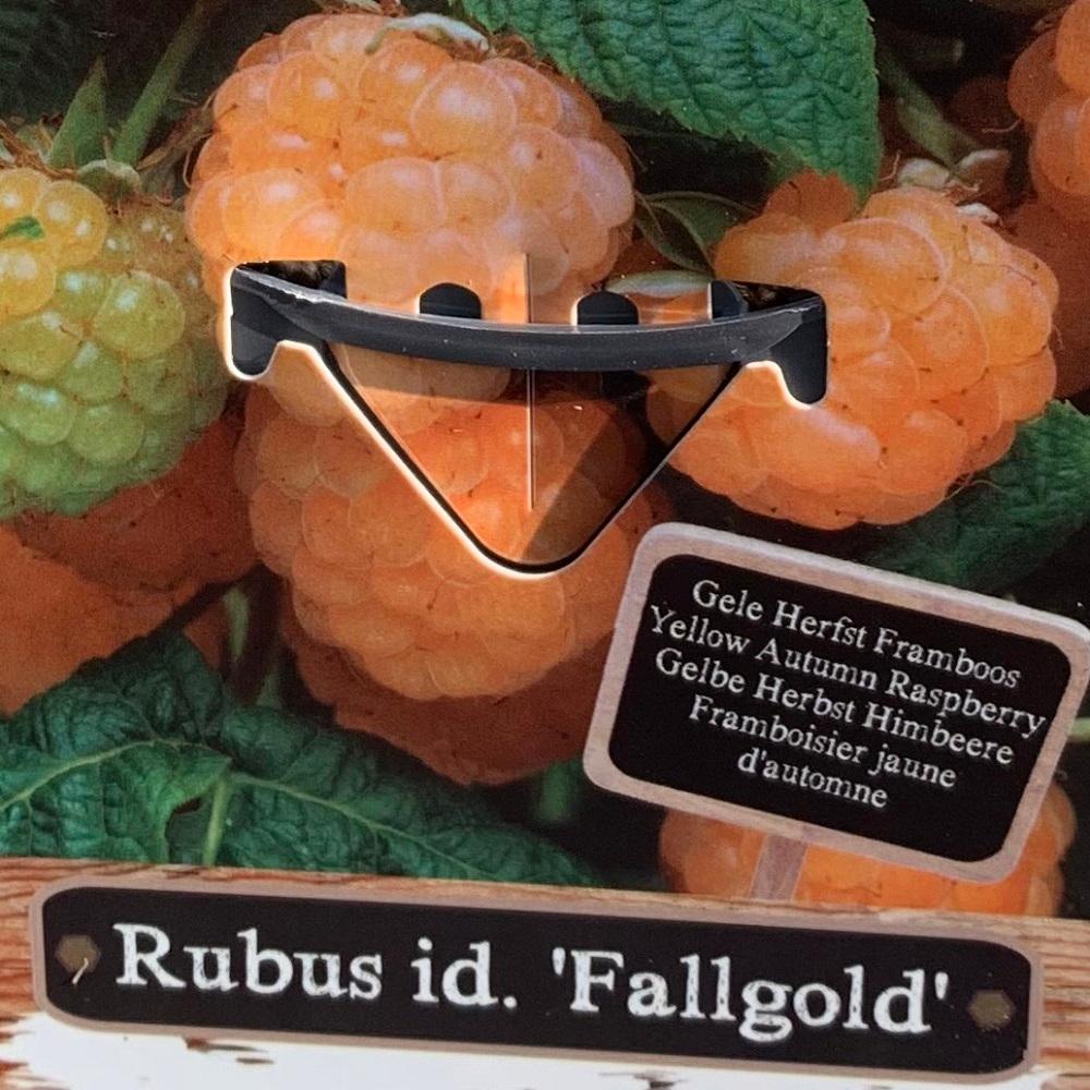 Rubus id. Fallgold