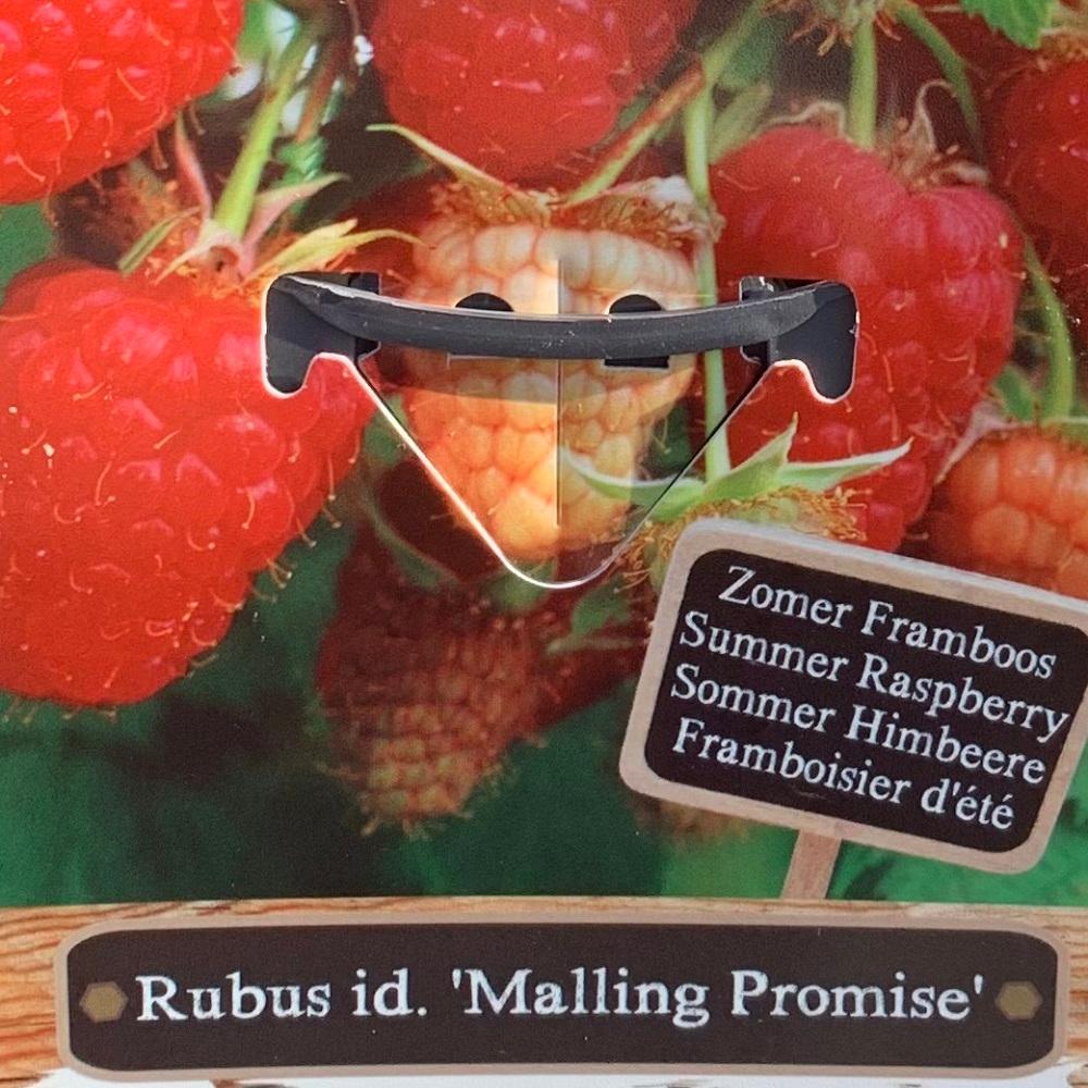 Rubus id. Malling Promise