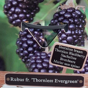 Rubus frut. Thornless Evergreen Blackberry