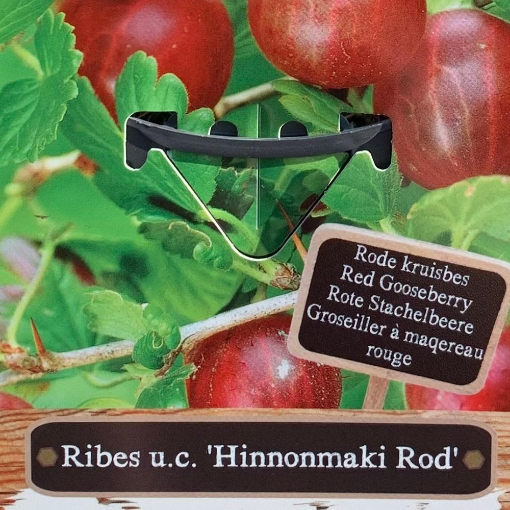Gooseberry Hinnonmaki Red