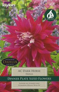 Dahlia Ac Dark Horse