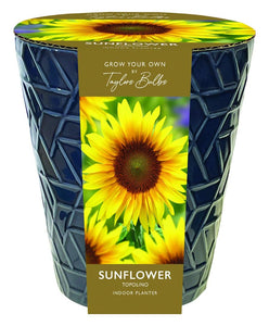 Indoor Sunflower Pot