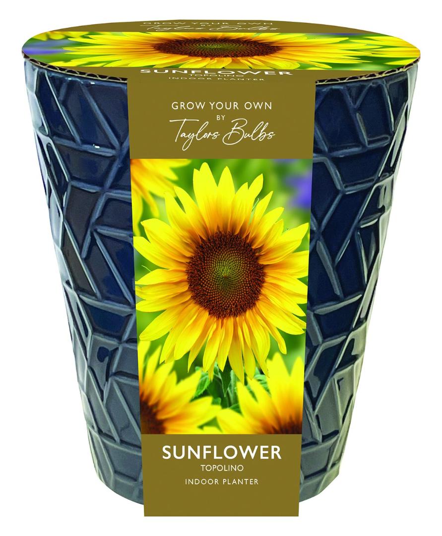 Indoor Sunflower Pot