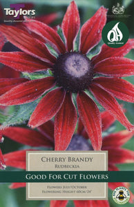 Rudbeckia Cherry Brandy