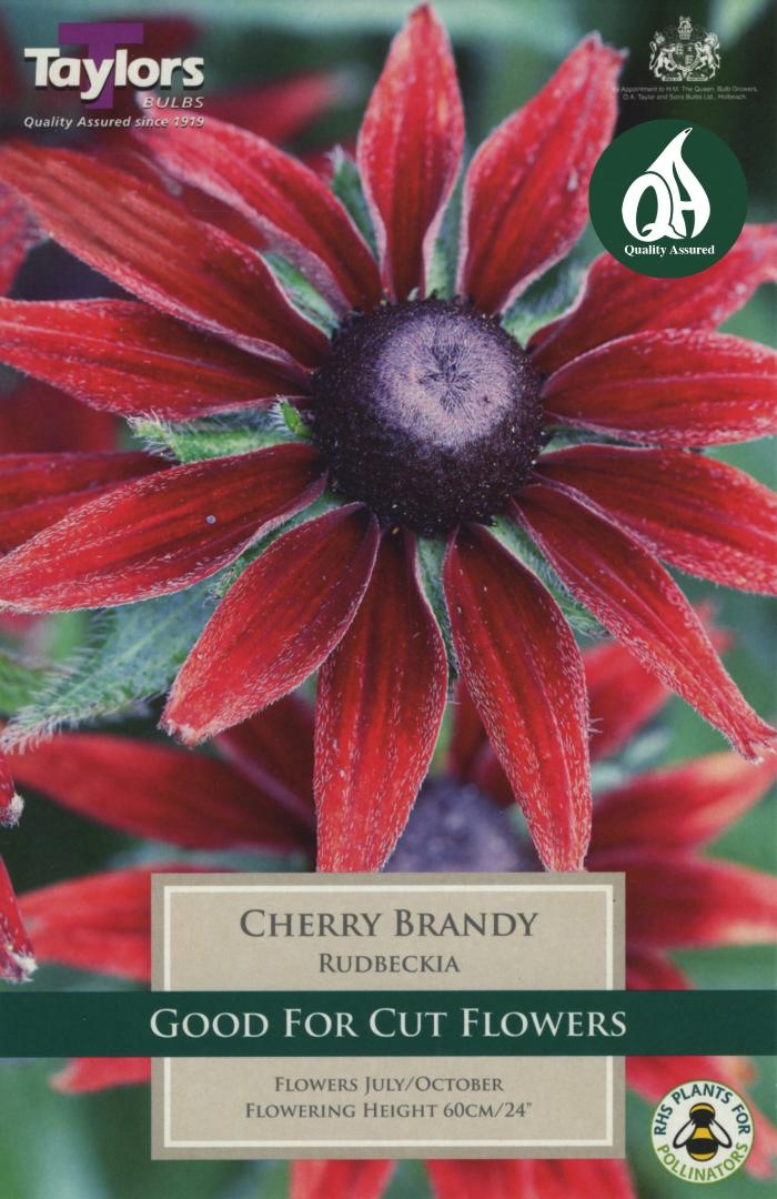 Rudbeckia Cherry Brandy