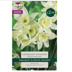 Narcissus Starlight Sensation 10-12