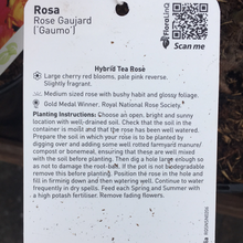 Load image into Gallery viewer, Rose Gauja Hybrid Tea Rose
