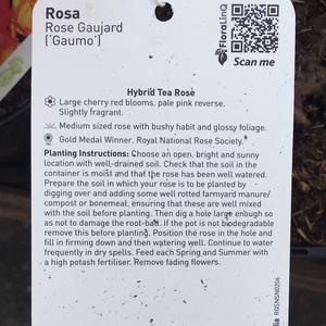 Rose Gauja Hybrid Tea Rose