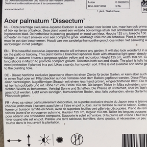 Acer Dissectum