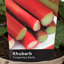 Load image into Gallery viewer, Rhubarb Timperley Early 3L
