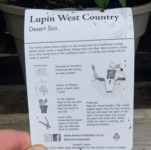 Lupin West Country Desert Sun
