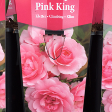 Load image into Gallery viewer, Pink King Climbing Rose

