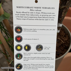 Whitecurrant- White Versailles 3L