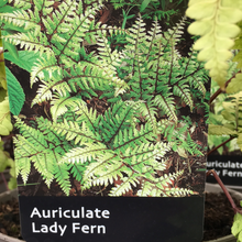 Load image into Gallery viewer, Fern Deciduous Auriculate Lady 2L
