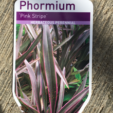 Load image into Gallery viewer, Phormium Pink Stripe
