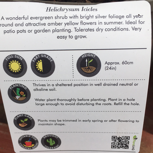 Helichrysum Icicles