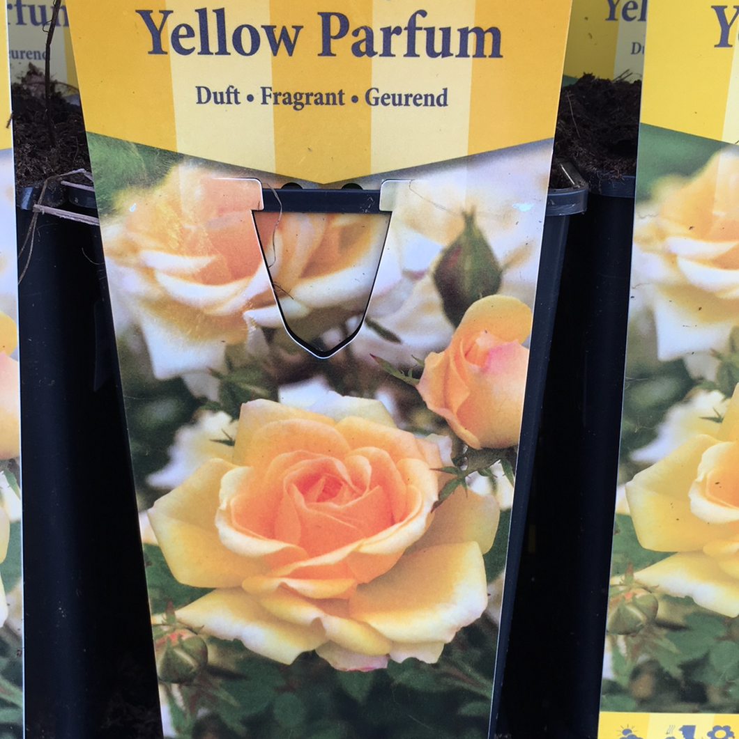 Yellow Parfum Bush Rose