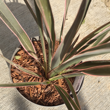 Load image into Gallery viewer, Phormium Pink Stripe

