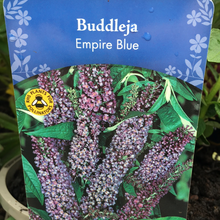 Load image into Gallery viewer, Buddleja Empire Blue 3L

