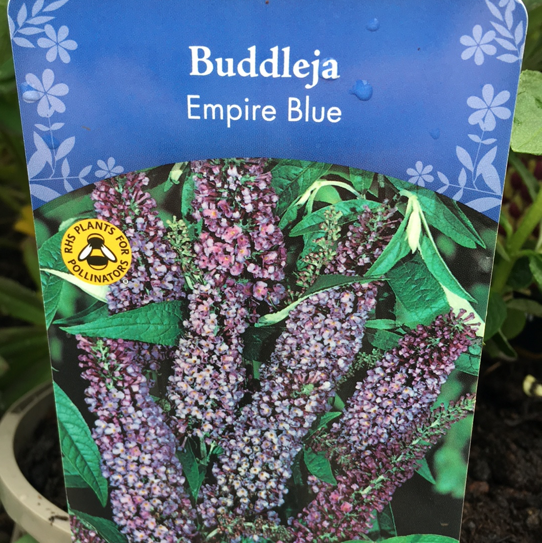 Buddleja Empire Blue 3L
