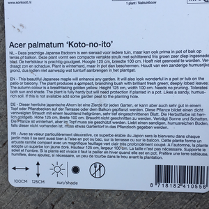 Acer Koto-No-Ito