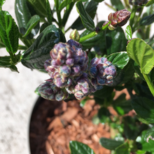 Load image into Gallery viewer, Ceanothus Ceasky
