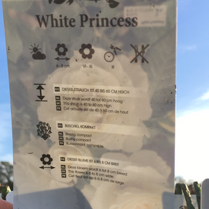 White Princess Floribunda Rose