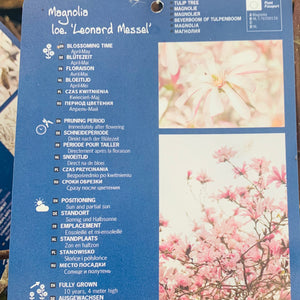 Magnolia Leonard Messel 7.5 Litre