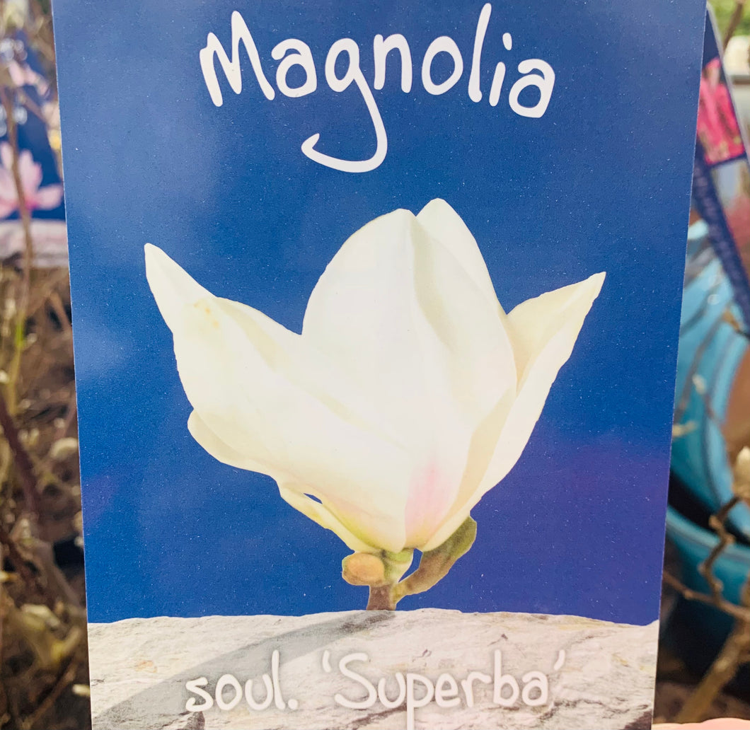 Magnolia soul. Superba 7.5 Litre