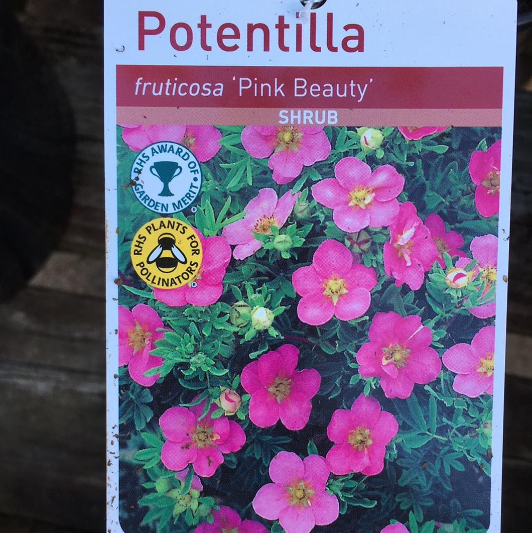 Potentilla Pink Beauty