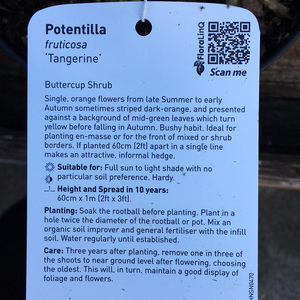 Potentilla Tangerine