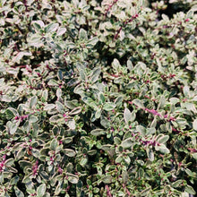 Load image into Gallery viewer, Thymus vulgaris &#39;Silver Queen&#39;
