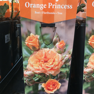 Orange Princess Floribunda Rose